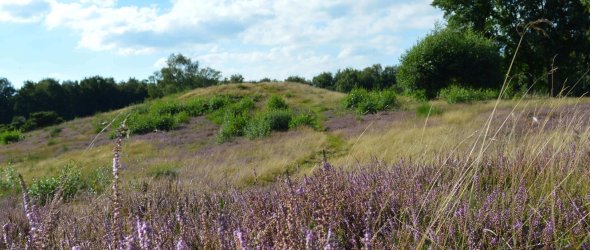 Gölenkamp, Heide